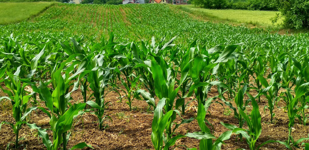Así se enfocarían en 2023 los créditos para el agro en Colombia